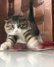 这只胖乎乎的虎斑猫,天生就是一个可爱的表情包