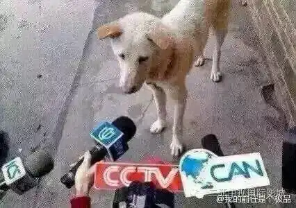 free携手三亚中视影城虐死单身汪大作战
