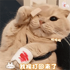 猫咪gif表情包