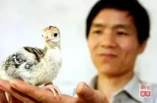 鸡的世界你懂吗送你一套鸡年表情包