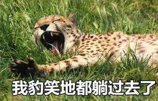 可以说非常豹笑了系列表情包