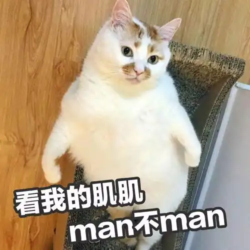 这只网红猫的表情包,够你们用到年底了