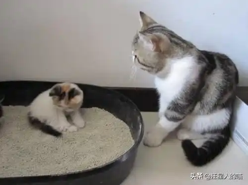 为什么狗狗排便要盯着主人,而猫咪却不搭理你宠物专家说了实话