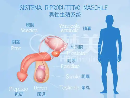 备孕贴士备孕二胎这些男性生殖检查同样重要
