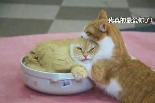 有哪些适合情侣间聊天使用的表情包