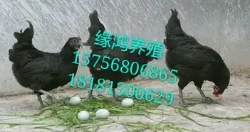 四川绿壳蛋鸡,贵州五黑绿壳蛋鸡,云南五黑一绿绿壳蛋鸡苗批发四川缘鸿特种养殖场