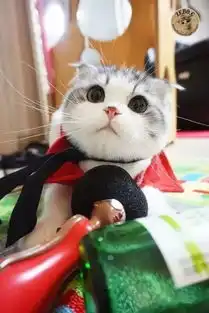 求这只小猫的组图,应该有其他的表情