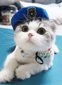 求这只小猫的组图,应该有其他的表情