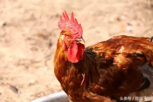 养女儿真的没用中秋节女婿送礼不超过200元丈母娘最喜欢这礼物