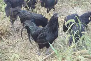 绿壳蛋鸡多少钱一斤