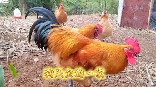 深入乡村为黄金大公鸡寻找漂亮的母鸡,组建起了大公鸡的一家