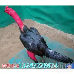阿勒泰市斗鸡苗多少钱一只-黄页88网