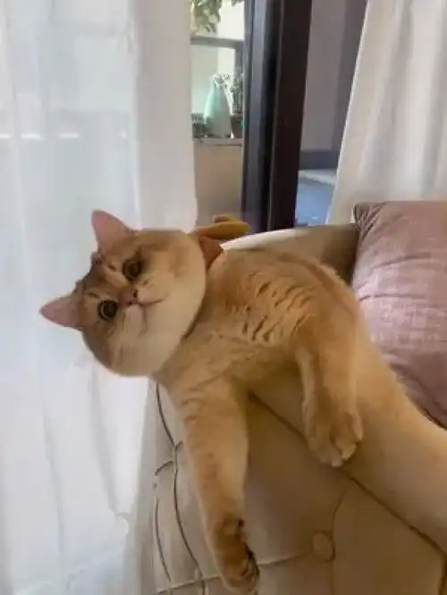 圣诞月到了,想好和谁一起过了吗治愈猫咪骗你养猫系列萌宠日常记录