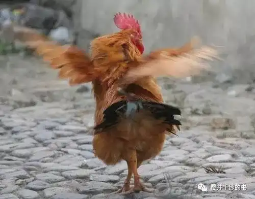 一只鸡,葬送一个王朝