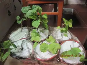 收到花老的三苗,一路顺风报平安藏花阁家庭园艺论坛powereddiscuz