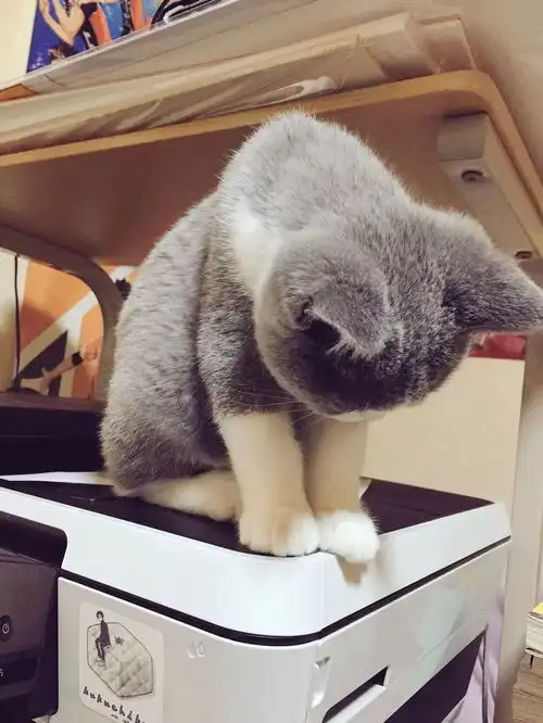 日本小哥养了一只仙女小猫咪,这生气的小表情让人想宠溺啊可爱到爆炸