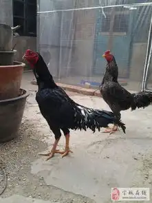 出售一只斗鸡