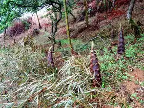从化溪头村的春天花开果结竹笋冒