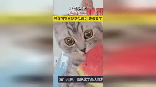 主人吃瓜肉猫咪吃瓜皮当猫咪突然吃到瓜肉后表情亮了