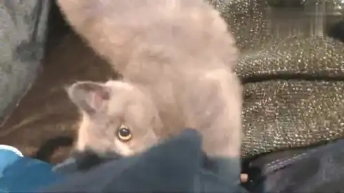 三个月大的小猫撒娇卖萌失败,大大的眼睛看着楚楚可怜