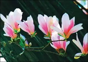 二乔木兰的介绍