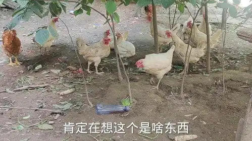 一只鸡的表情包蜈蚣