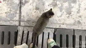 灰色小猫咪因为我没有陪她玩露出了委屈的表情