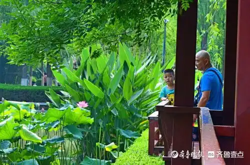 8月2日最佳情报济南大明湖畔再现并蒂莲情报员喜提大红包
