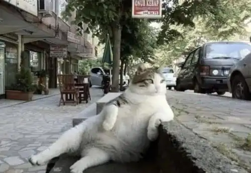 一只坐姿妖娆的猫