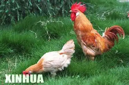 鸡年的介绍