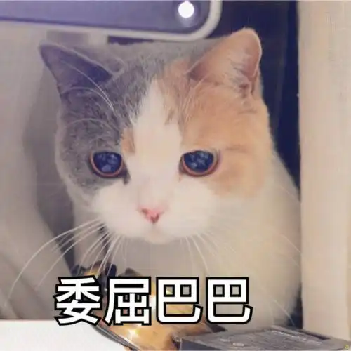 小猫卖萌表情包弓形虫