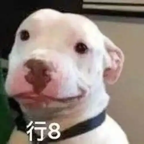 沙雕表情包你比小狗勾还要狗