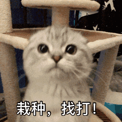 超萌的猫咪表情包你萌,你倒是发个自拍看看啊