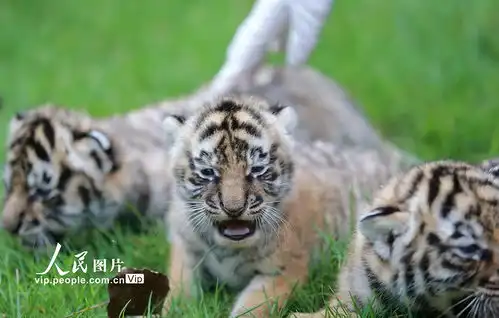 可爱小老虎图片