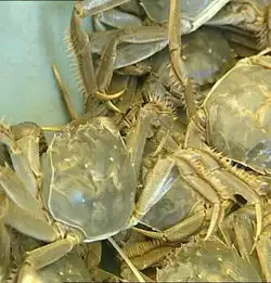 七里海河蟹救驾