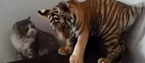 猫咪被老虎亲了一口,直接巴掌甩过去,老虎的表情笑喷