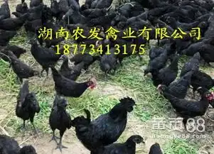 五黑一绿报价厂家