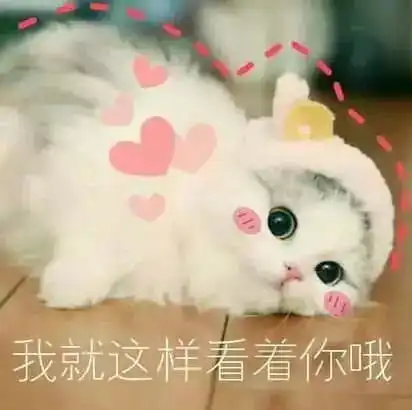 盯着你表情包猫咪