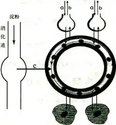 科研人员在研究某种植物时.从收获的种子开始做鲜重测量.得到了右图所示的曲线.下列对曲线变化原因的分析中.不正确的是a.oa段鲜重减少的原因主要是种子中水分的减少