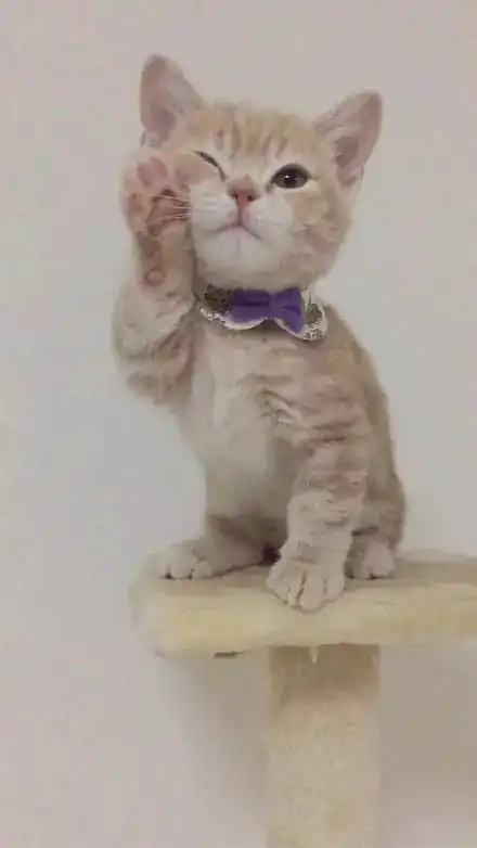猫咪抱着水管撒娇不想洗澡,看完后只想把它带回家