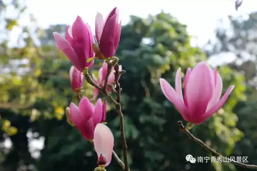 青秀山香花园玉兰花开,芬芳满园美不胜收