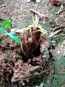 从化溪头村的春天花开果结竹笋冒