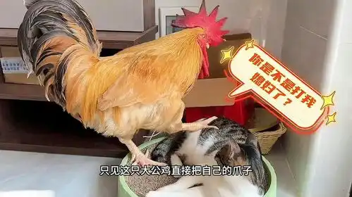 猫咪把母鸡暴打一顿,当公鸡得知母鸡被揍后,你们都憋住别笑