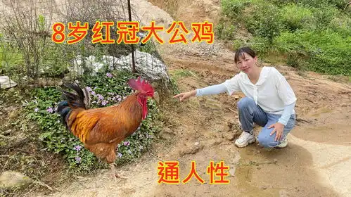奶奶养了一只8岁红冠大公鸡,通人性会说话,拍给大家看看