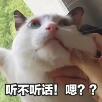 大家有没有一只心心念念希望知道的小猫的名字