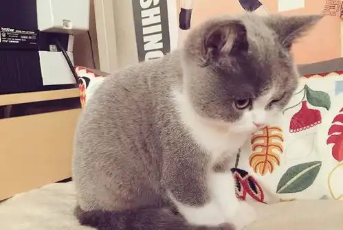 小猫卖萌表情包生气