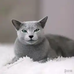 靠眼神就能撩妹无数这只自带贵族气息的猫中绅士