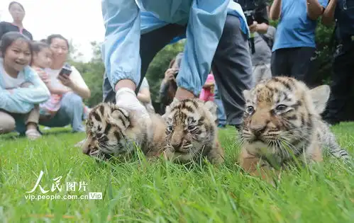 江苏扬州三胞胎小老虎满月与游客见面