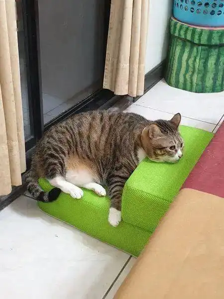 买了个台阶给猫,让它比较好爬上沙发,结果直接睡在了上面