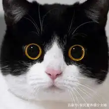 影帝级别的牛奶猫,两只圆圆的大眼睛,随手照一张都是表情包